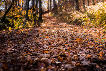 Mysterious forest in the Carpathians, view of the forest during autumn, beautiful beech trees and colorful leaves on the ground. Magical forest and autumn path in the mountains
