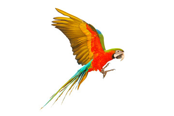 Colorful flying parrot isolated on transparent background.