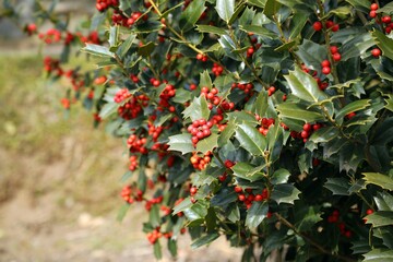 Obraz premium 식물 - 호랑가시나무