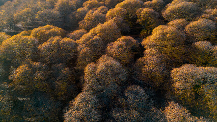 vista del frondoso bosque del cobre en el valle del Genal, Andalucía