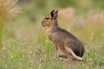 Patagonian cavi in Pampas grassland environment, La Pampa Province, , Patagonia , Argentina