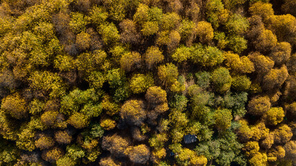 vista del frondoso bosque del cobre en el valle del Genal, Andalucía