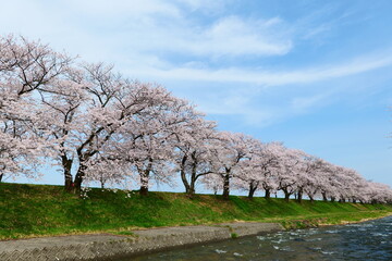 舟川べり桜並木。富山、日本。4月中旬。