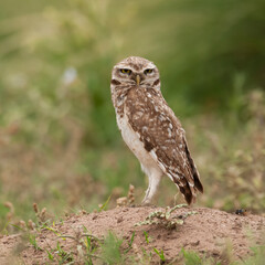 Ferruginous Pygmy owl, Glaucidium brasilianum, Calden forest, La Pampa Province, Patagonia, Argentina.