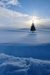 Christmas tree and sunrise in winter snow