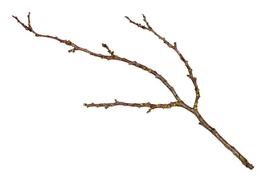 A tree branch on a white background.