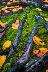 Detail of exposed tree roots surrounded by moss and yellow fall leaves