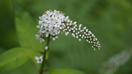 野に咲く可憐な花々や植物達