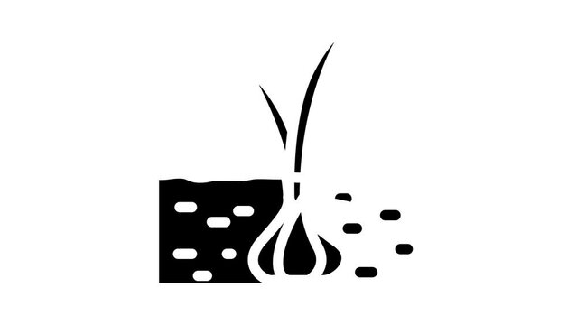 garlic plant vegetable garden glyph icon animation