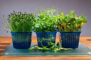 Healthy food, young sprouts plants of green garden affilla cress , chives onion and lupin ready for consumption growing in blue plastic box