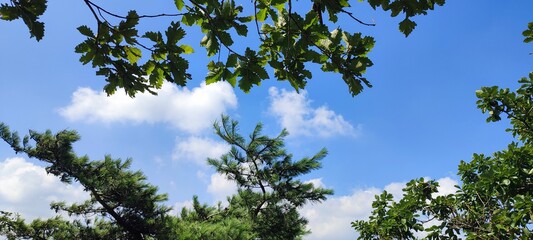 Tree crowns against the blue sky