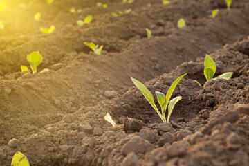 Saplings planted first day in tobacco field, tobacco seedlings green leave of tobacco, tobacco season agriculture background. Growth plant concept.