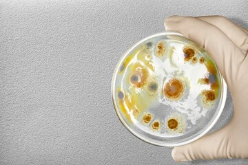 Scientific glass petri dish for test