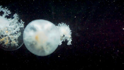Obraz na płótnie Canvas Trimble jellyfish in black background. they are live jellyfish in aquarium