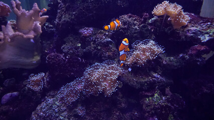 Fototapeta na wymiar Soft corals reef and clownfish in orange tones.