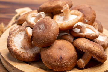 Fresh brown Lentinula edodes or shiitake edible mushrooms