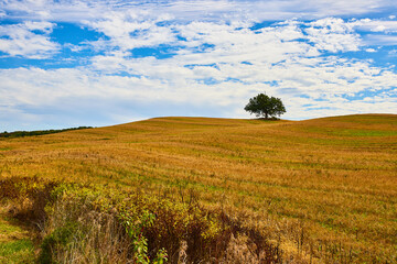 Stunning open tan grass fields and hills with lone green tree and blue skies