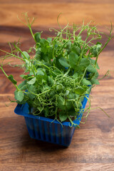 Young green sprouts of affilla cress growing in blue plastic box