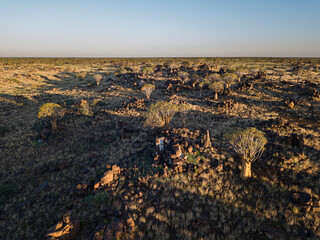 Quiver Trees Forest in Namibia.