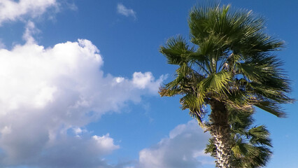 Palm trees on blue sky backgraund.