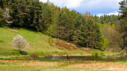 Forest and meadows - Beauty of Kashubia, Poland.