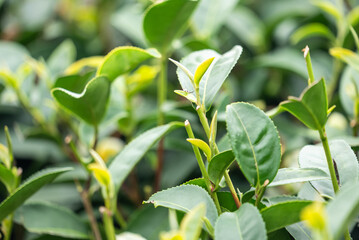 Beautiful green tea crop garden rows scene, design concept for the fresh tea product.