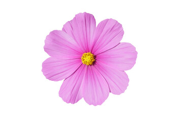flower isolated transparency background.