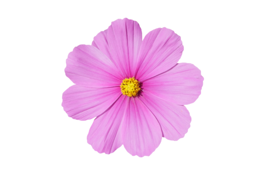 flower isolated transparency background.