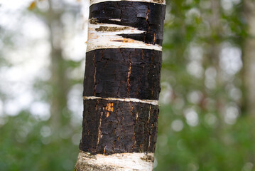 Close-up of bark of birch tree at Anterior Rhine Valley on a sunny autumn day. Photo taken September 26th, 2022, Versam, Switzerland.