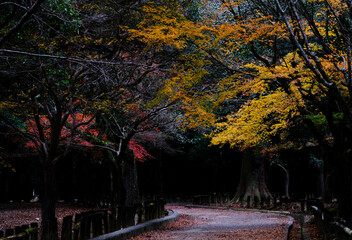 風景素材　晩秋の奈良公園の紅葉と歩道