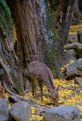 風景素材　春日大社の銀杏の落葉と鹿