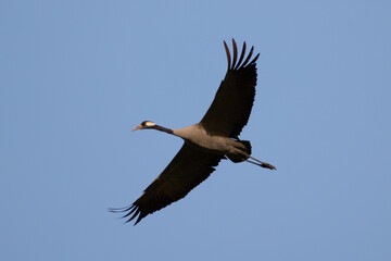 Common crane flying alone in a blue sky