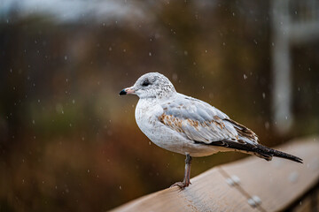 Seagull Perched In the Rain