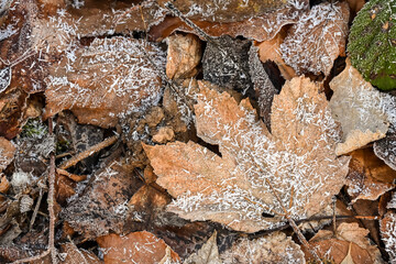 Climat hiver environnement planète nature bois foret erable
