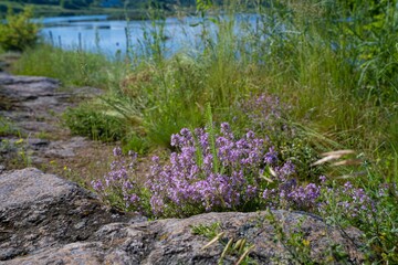 bush of Thymus serpyllum grow in green grass on granite stone of riverbank, pink flower tender inflorescence bloom, blue water surface, medicinal herb concept, popular ecotourism hiking route path