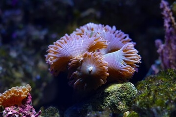duncan coral polyps move tentacles in current, macro shot of LPS animal, demanding pet for...
