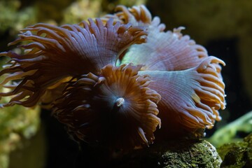 LPS duncan coral, macro shot of animal move polyps in strong current, demanding pet for...