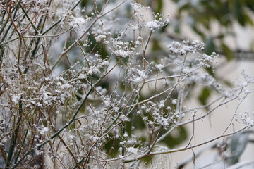 Bronze fennel in winter. Foeniculum vulgare Purpureum.
