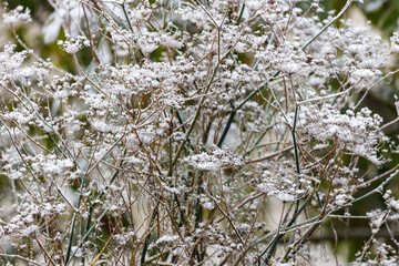 Fennel. Foeniculum vulgare Purpureum
