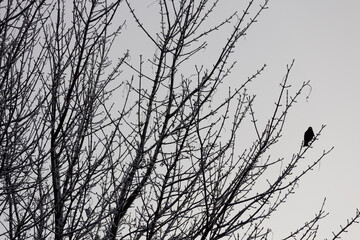 Fototapeta na wymiar Silhouette of a bird on a bare frozen tree at dusk. 