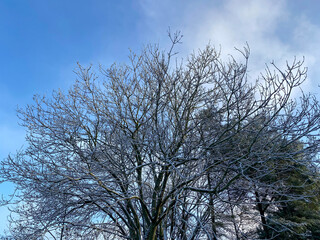 Frozen canopy. Winter day.