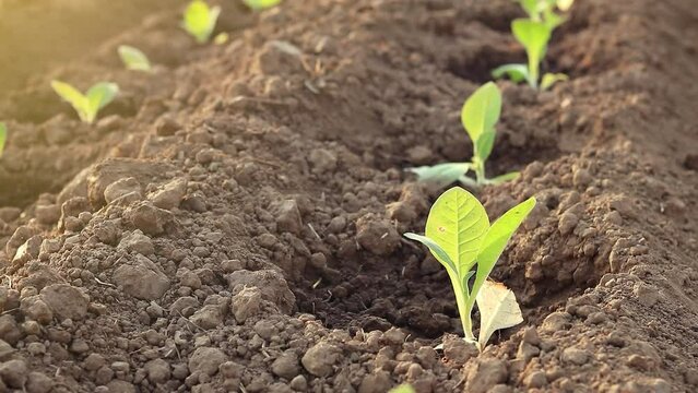 Wind blowing through tobacco leaves ,Saplings planted first day in tobacco field, tobacco seedlings green leave of tobacco. Growth plant concept.