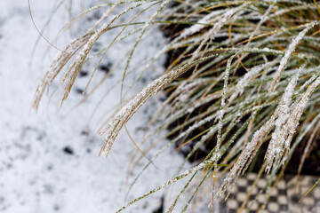 Ornamental grass in the snow.