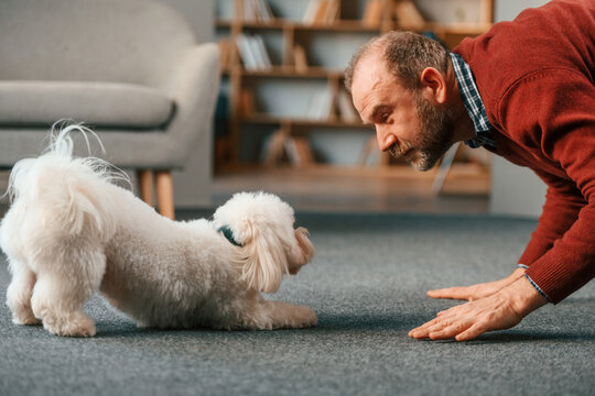 Teaching Tricks, Sitting On The Front Paws. Man Is Playing With His Maltese Dog Indoors At Home