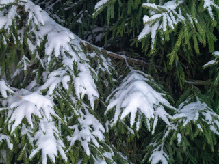 snow in the forest