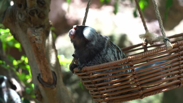 Small little common marmoset, callithrix jacchus sitting on a swinging bamboo basket, curiously wondering around the environment, animal species native to South America.