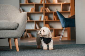 Cute maltese dog is indoors in domestic room