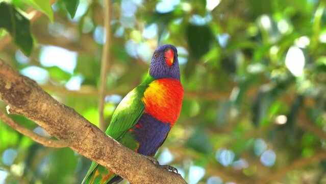 Little rainbow lorikeet bird perching on tree branch against green bokeh foliage, lift up its feet, scrape across their bill to transfer the oil, and scratch the oil into the feathers on their head.