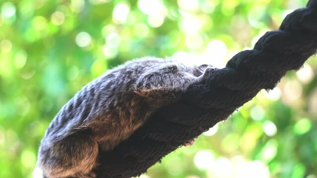Close up shot of a common marmoset, callithrix jacchus hugging on a rope against green foliage blurred bokeh background, animal species native to South America.