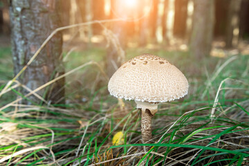 Great umbrella mushroom Macrolepiota procera against the backdrop of autumn nature.
